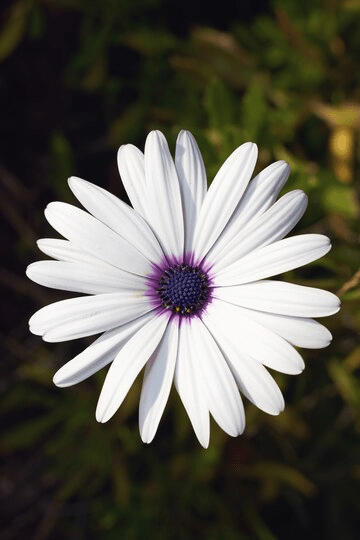 Osteospermum Plant care