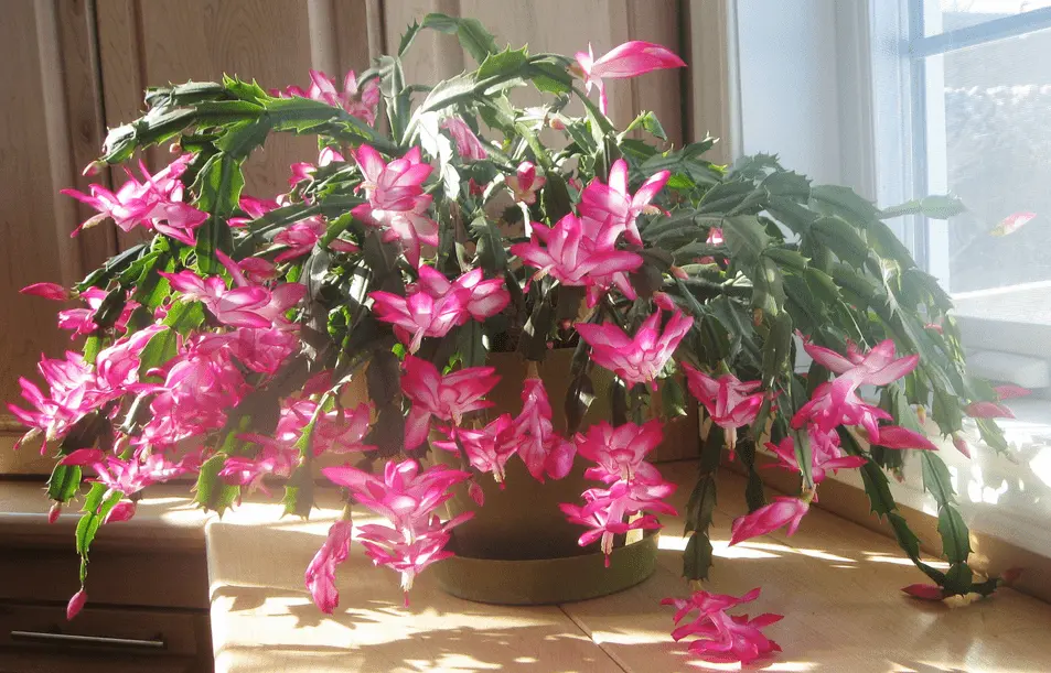 Christmas Cactus Care - How To Care For A Cactus 2 christmas cactus care