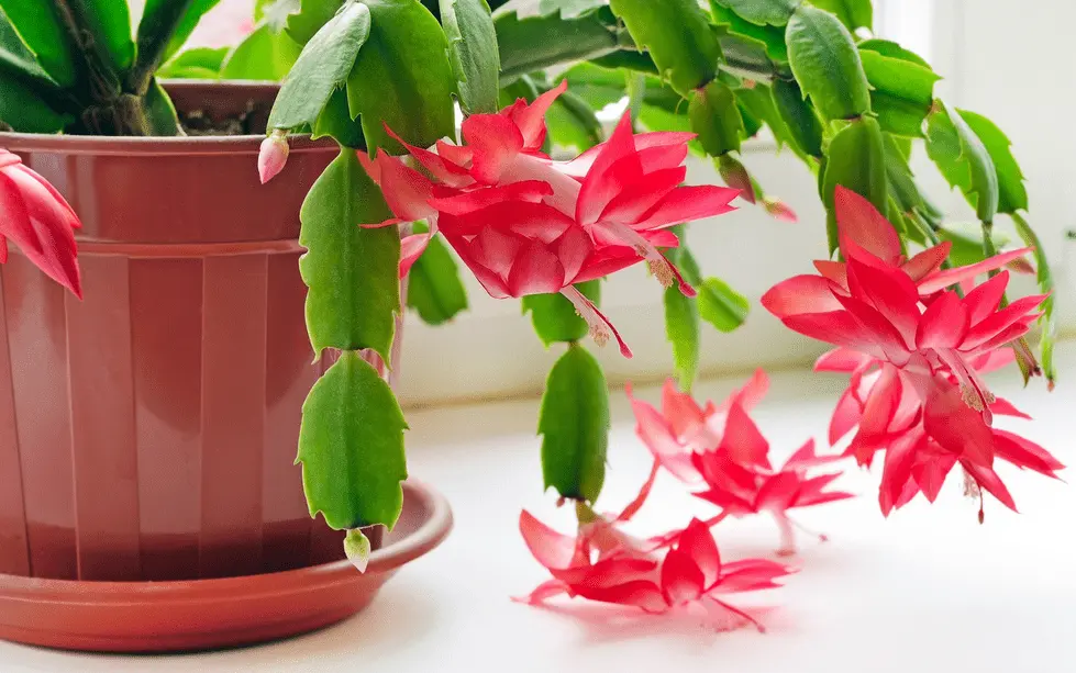Christmas Cactus Care - How To Care For A Cactus 4 cactus plant care