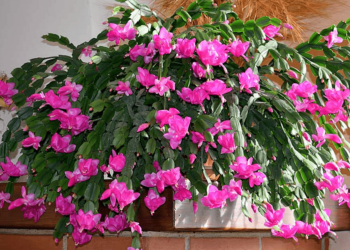 Christmas Cactus Care - How To Care For A Cactus