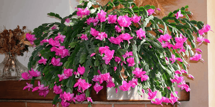 Christmas Cactus Care - How To Care For A Cactus