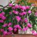 Christmas Cactus Care - How To Care For A Cactus 15 Christmas Cactus Care - How To Care For A Cactus