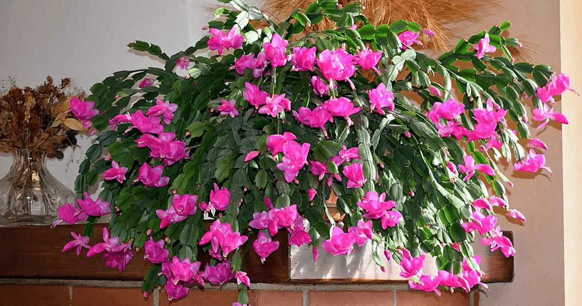 Christmas Cactus Care - How To Care For A Cactus