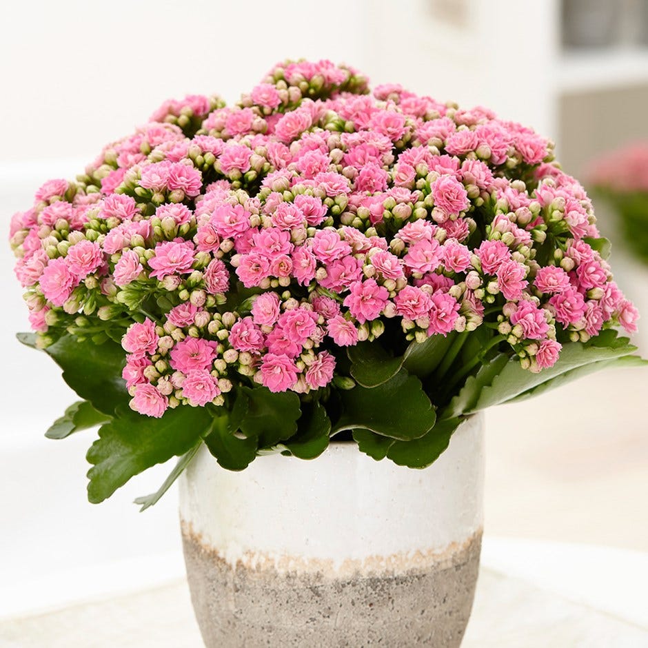 calandiva kalanchoe plant care
