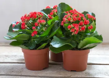 Kalanchoe Plant Care