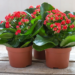 Kalanchoe Plant Care Guide – How To Maintain Indoor Kalanchoe 13 Kalanchoe Plant Care