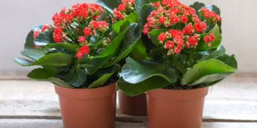 Kalanchoe Plant Care