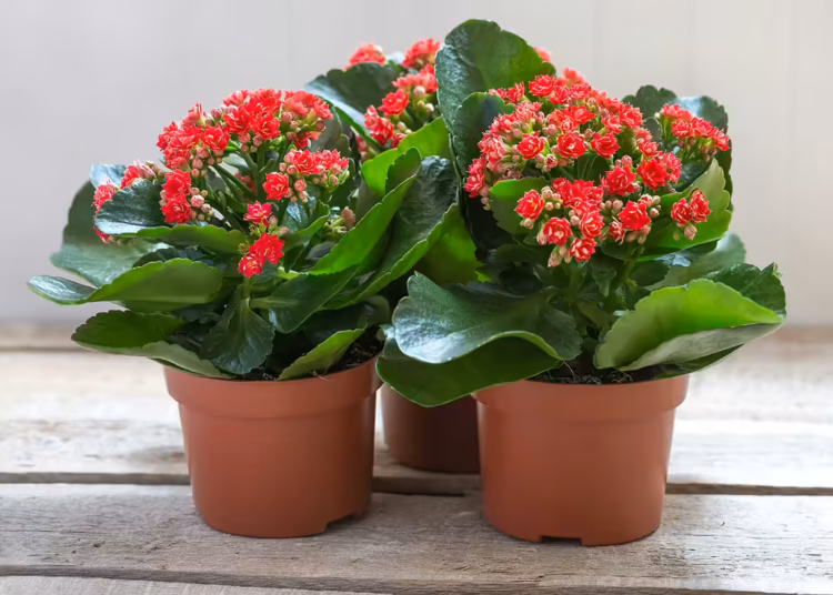 Kalanchoe Plant Care