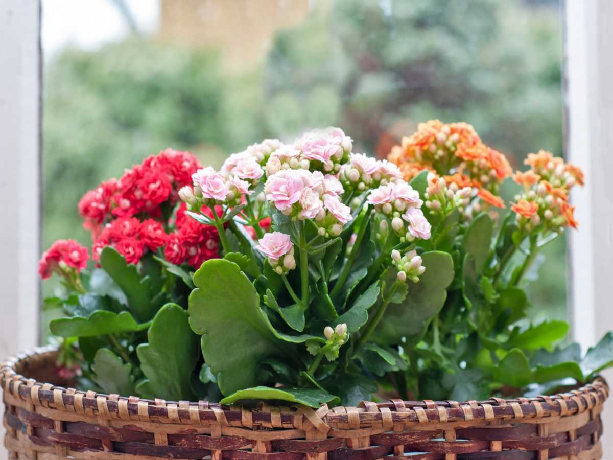 how to care for a kalanchoe plant indoors