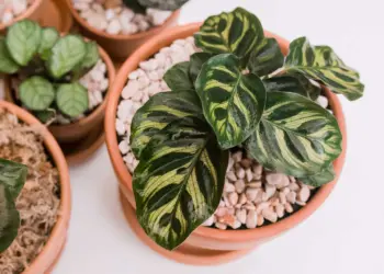 Calathea Care Guide: How To Grow Calathea Plants like a pro!