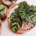 Calathea Care Guide: How To Grow Calathea Plants like a pro!