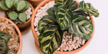 Calathea Care Guide: How To Grow Calathea Plants like a pro!