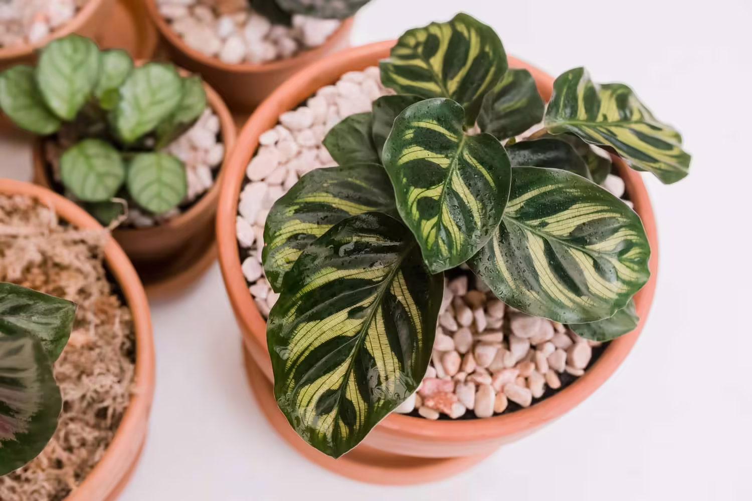 Calathea Care Guide: How To Grow Calathea Plants like a pro!
