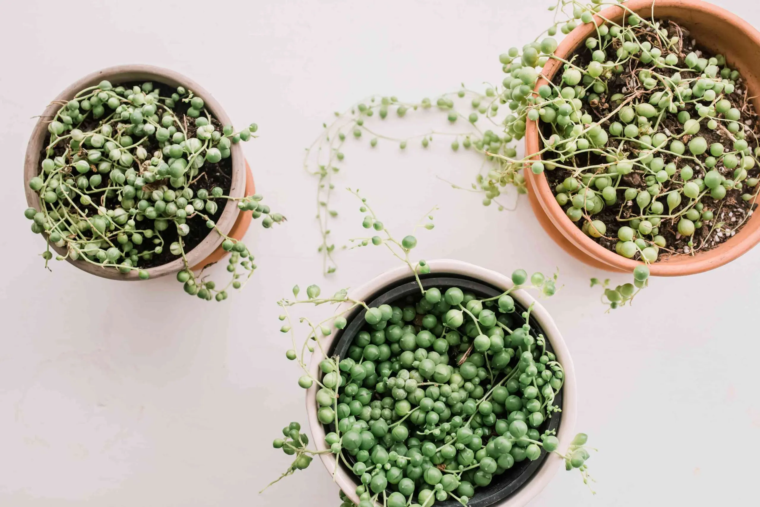 How To Care For String Of Pearls Plants ? 5 Senecio rowleyanus|
String of Pearls