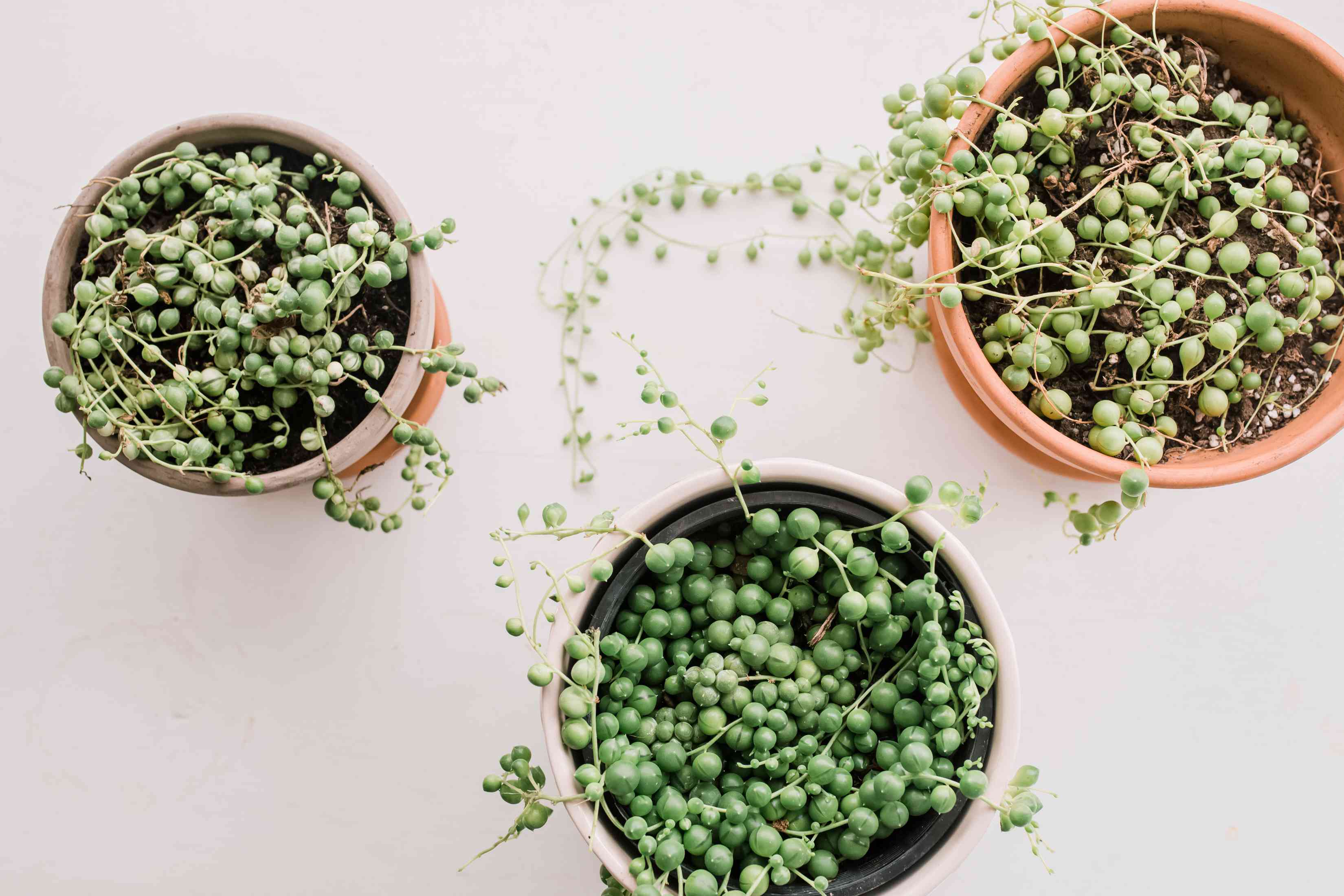 Senecio rowleyanus|
String of Pearls