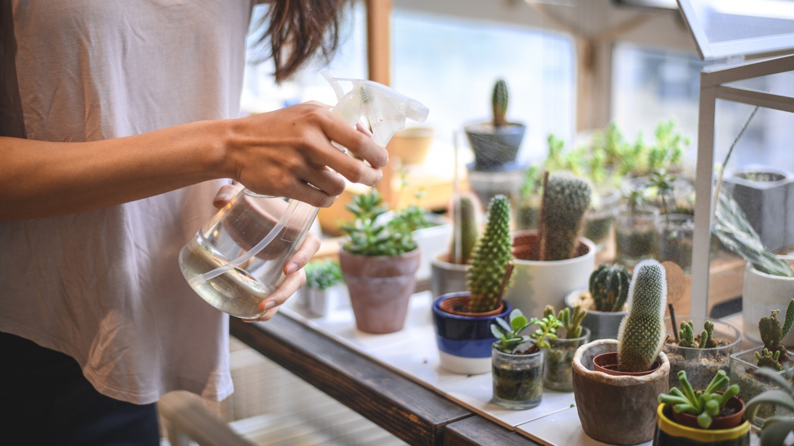 caring for succulents