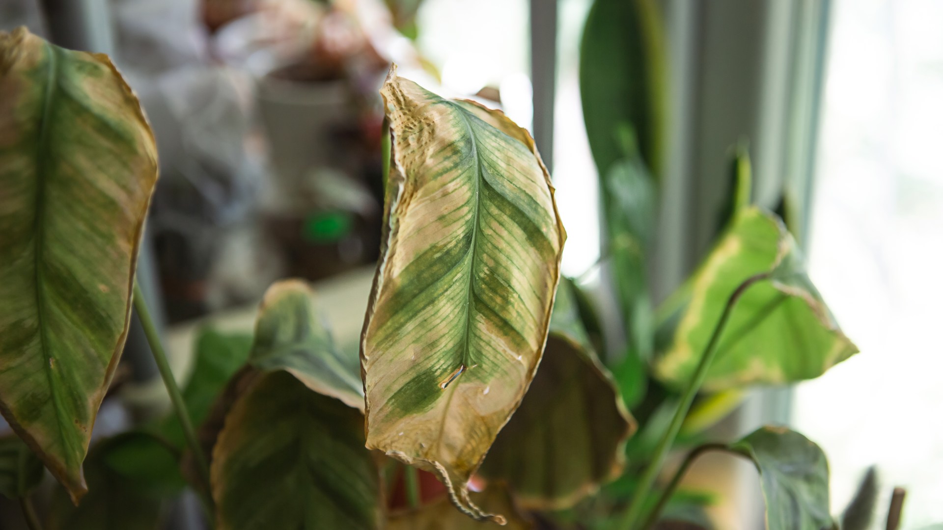 brown leaves on calathea