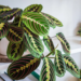 How Do You Care For A Prayer Plant