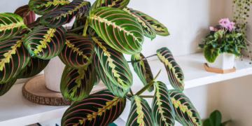 How Do You Care For A Prayer Plant