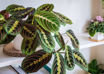 How Do You Care For A Prayer Plant