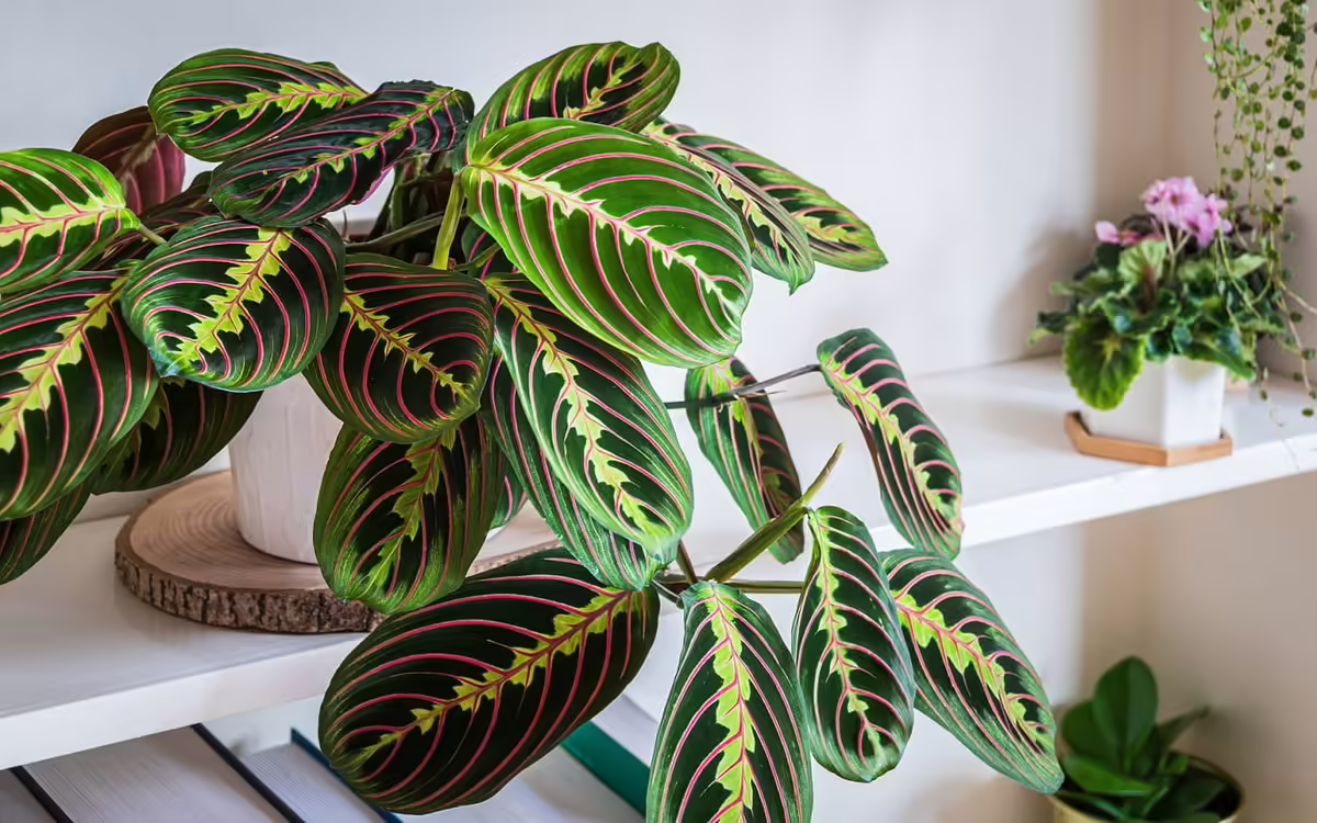 How Do You Care For A Prayer Plant