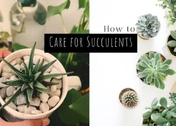 How To Care For Succulents Indoors