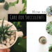 How To Care For Succulents Indoors 12 How To Care For Succulents Indoors