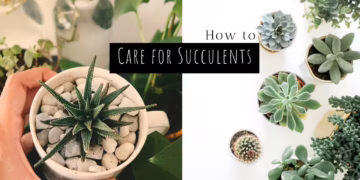 How To Care For Succulents Indoors