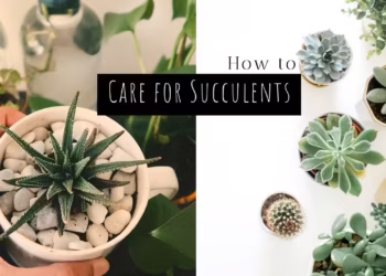 How To Care For Succulents Indoors