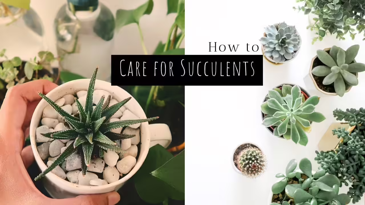 How To Care For Succulents Indoors