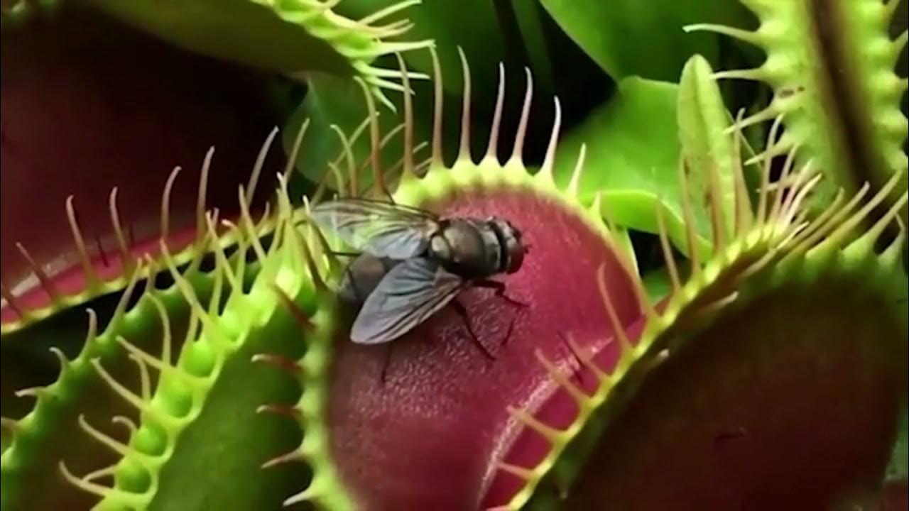 how to take care of a venus flytrap plant
