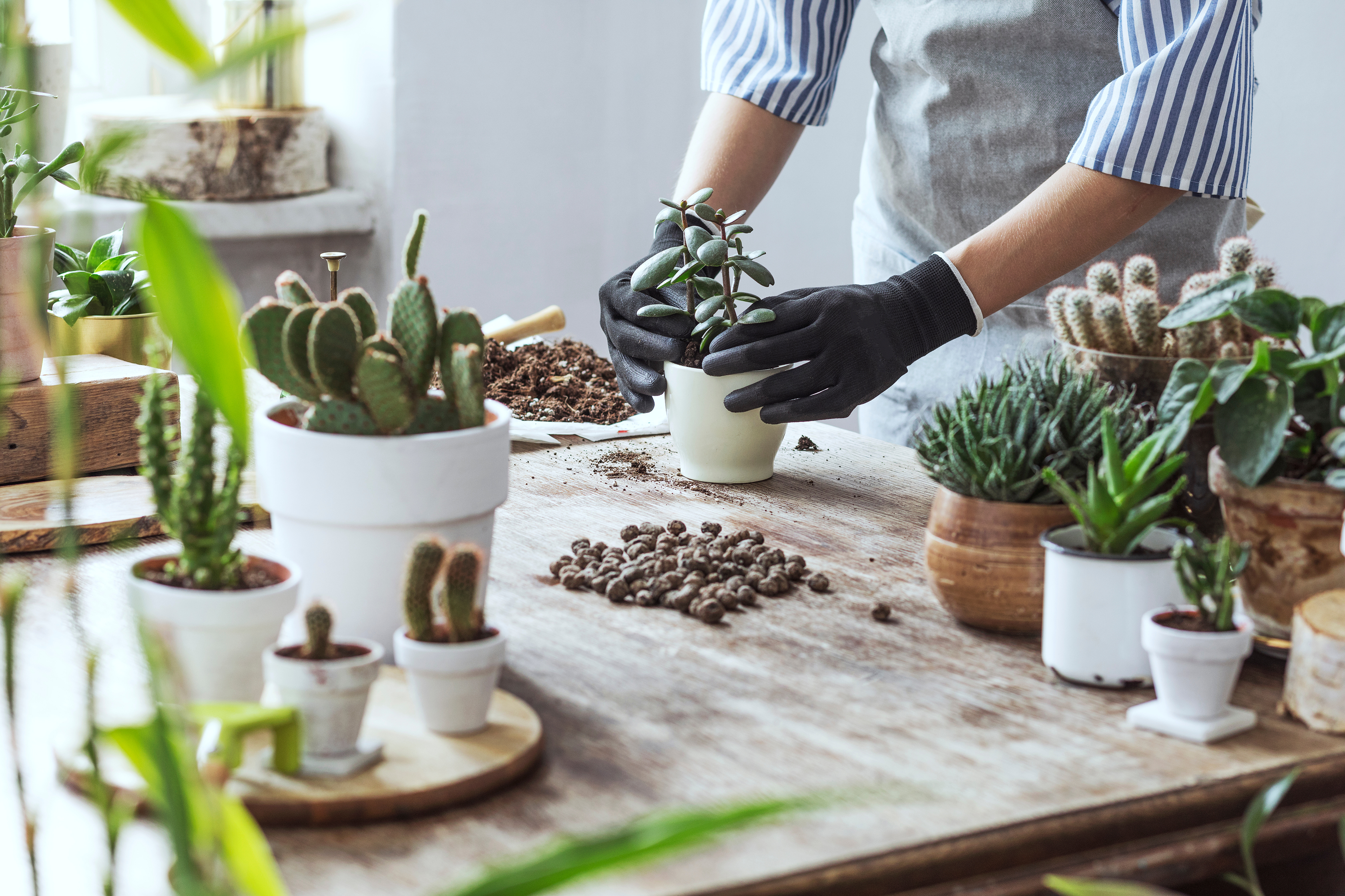 how to care for succulent plants