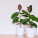 Rubber Tree Plant Care: How to Care for a Indoor Rubber 16 Rubber Plant Care