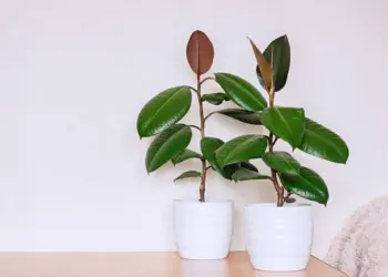 Rubber Plant Care