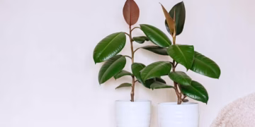 Rubber Plant Care