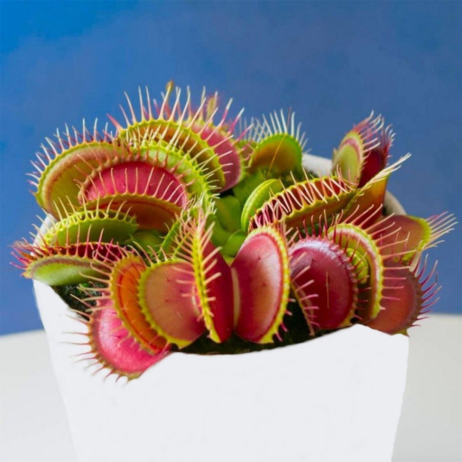 how do i feed a venus fly trap
