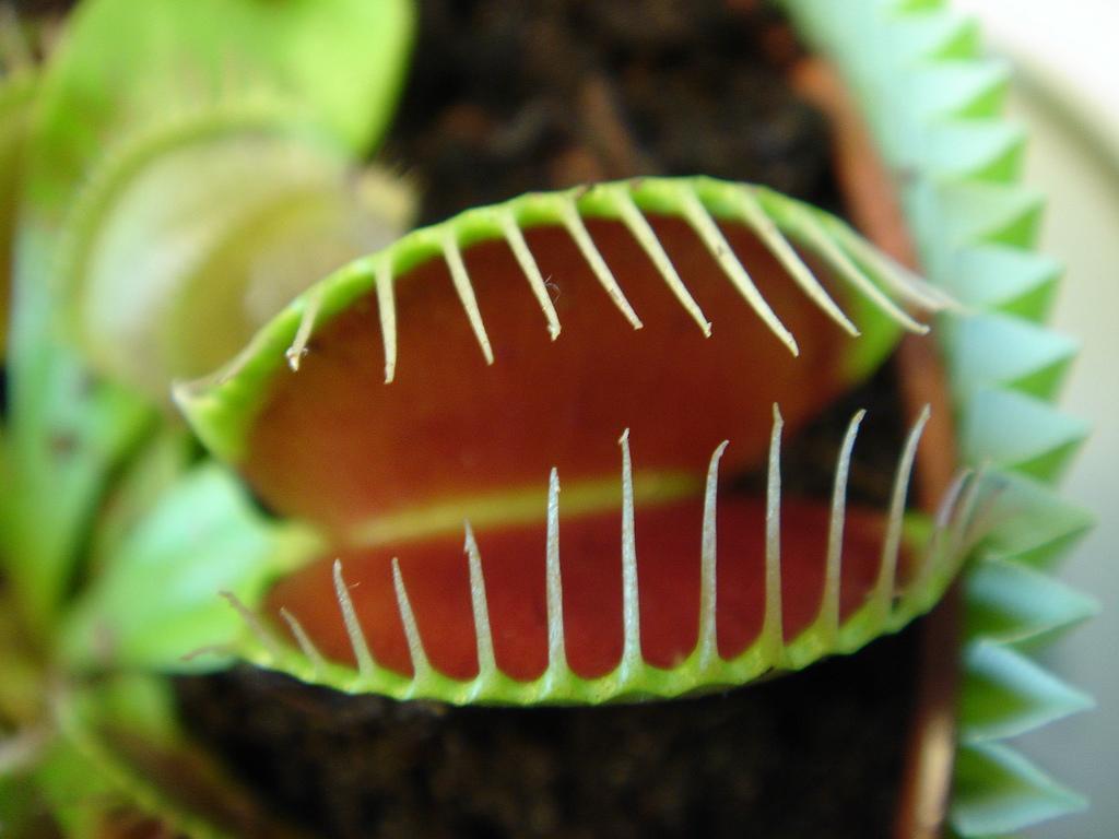 how to take care of a fly trap
