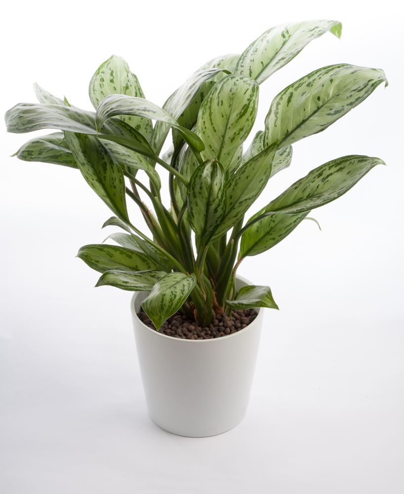 aglaonema siam aurora care
