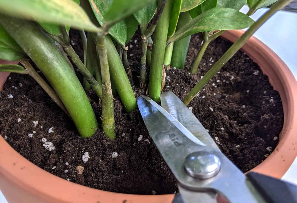 care of zamioculcas
