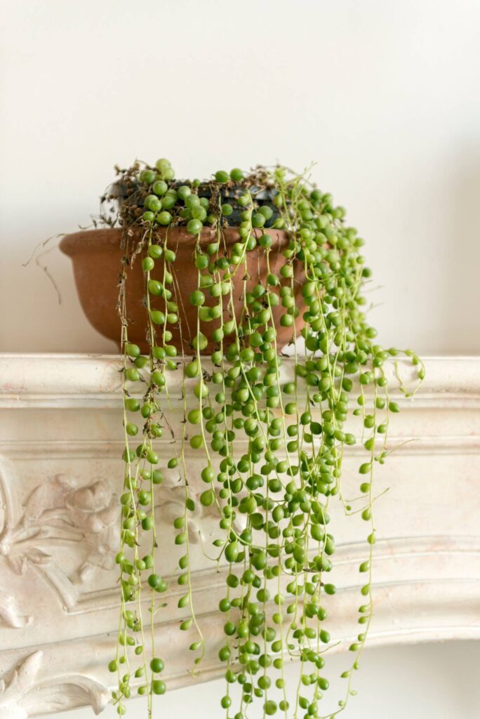 growing string of pearls
