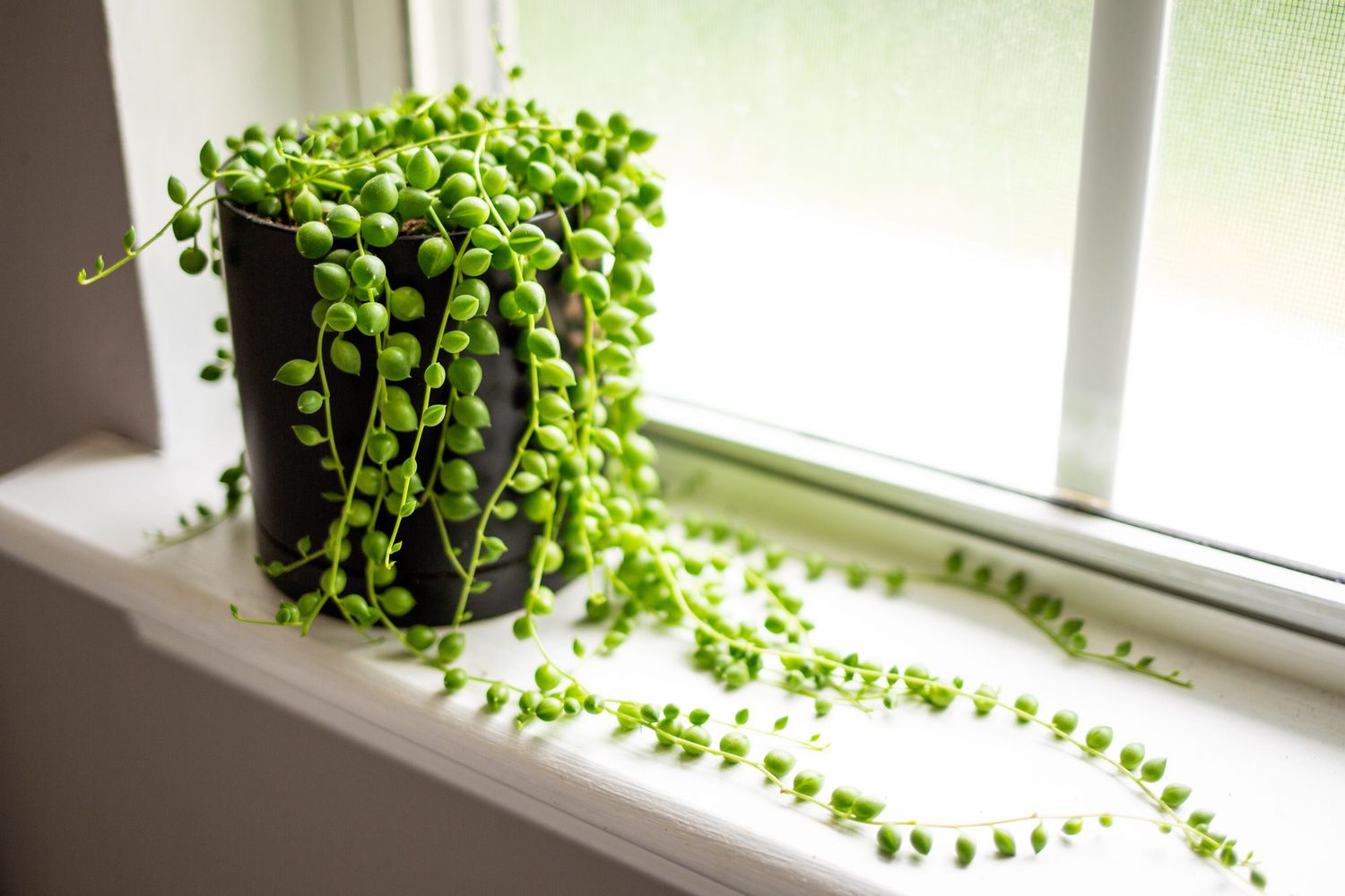 string of pearls light
