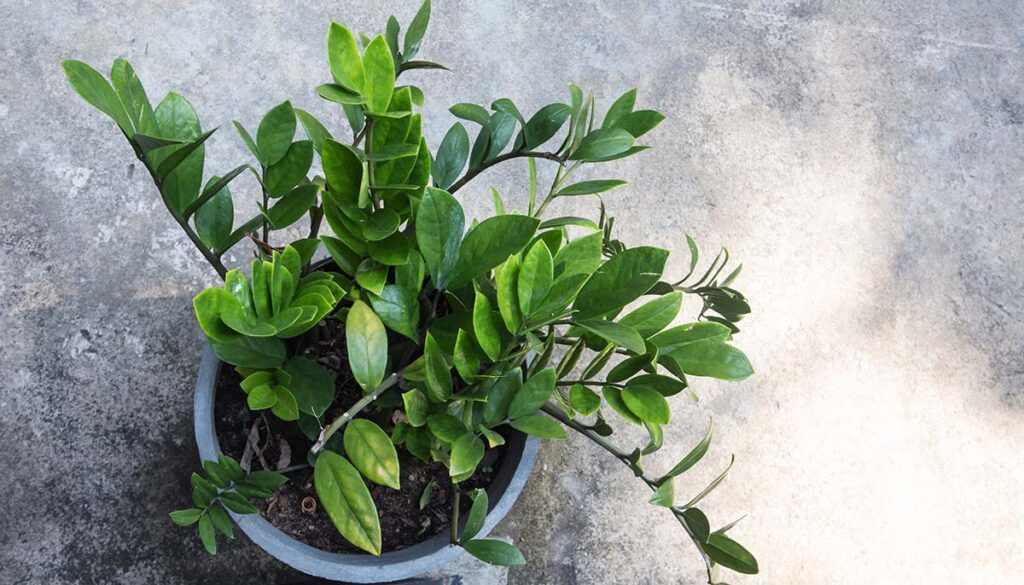 ZZ Plant Care| how to care for zz plant