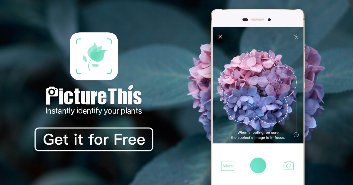 best plant identification app
