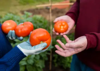 Planting Tomato Seeds | Everything You Need To Know About Growing Tomatoes 
