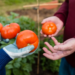 Planting Tomato Seeds | Everything You Need To Know About Growing Tomatoes 