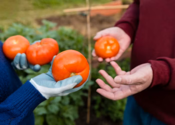 Planting Tomato Seeds | Everything You Need To Know About Growing Tomatoes 