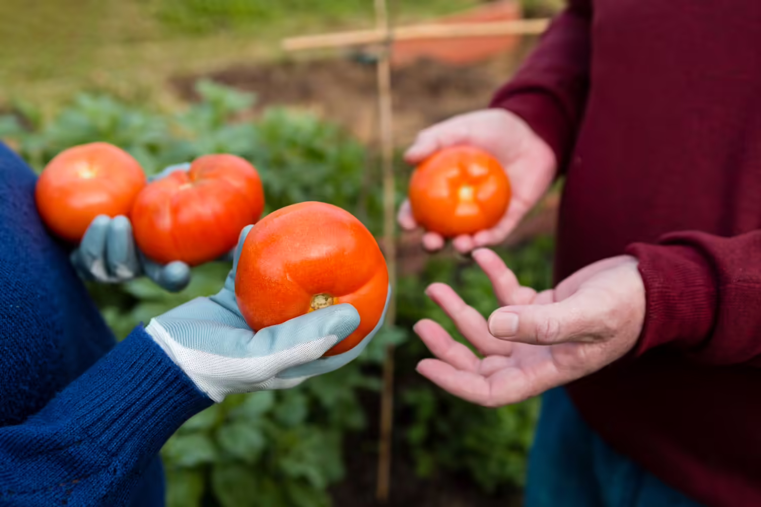 Planting Tomato Seeds | Everything You Need To Know About Growing Tomatoes 