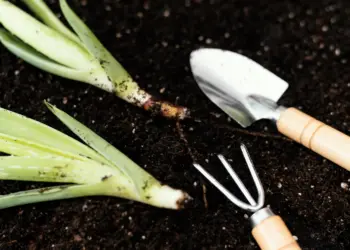 Growing Onion | All You Need To Know (Care, Soil, Planting...)