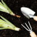 Growing Onion | All You Need To Know (Care, Soil, Planting...)