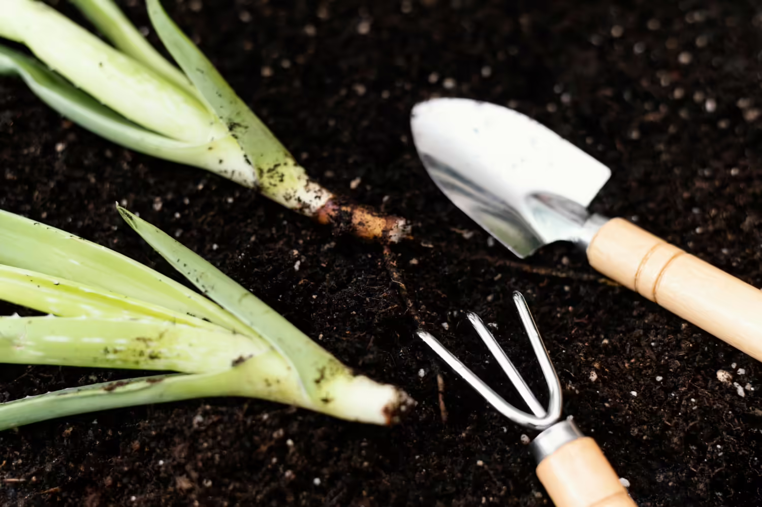 Growing Onion | All You Need To Know (Care, Soil, Planting...)